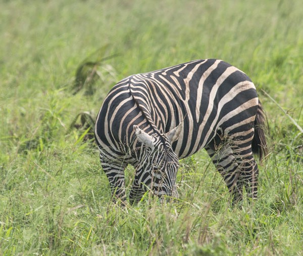 Kidepo Valley National Park (21)