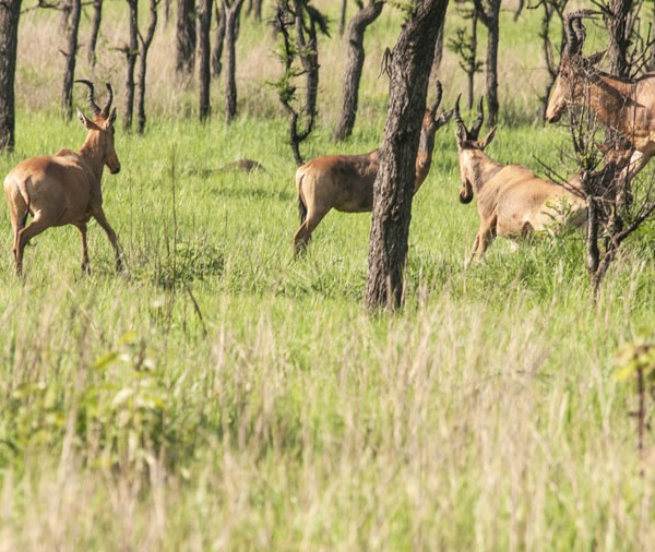 Kidepo Valley National Park (25)