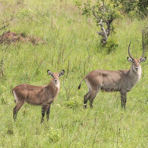 Kidepo Valley National Park (27)