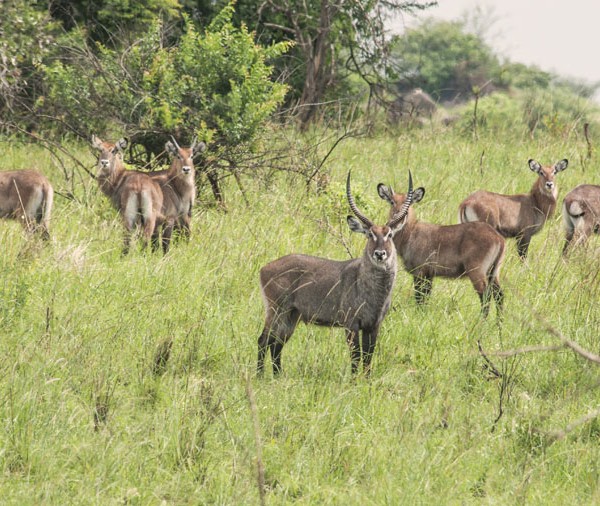 Kidepo Valley National Park (28)