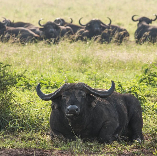 Kidepo Valley National Park (45)