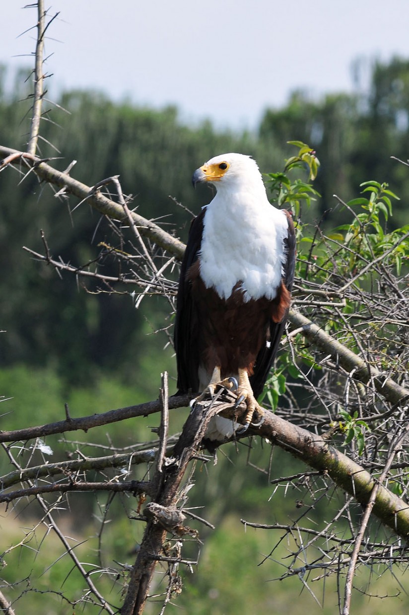Queen Elizabeth National Park (53)
