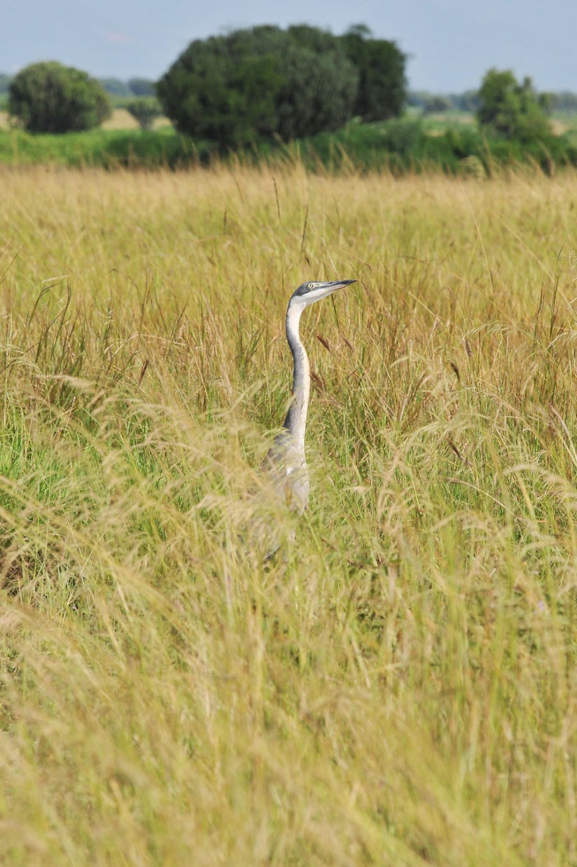 Queen Elizabeth National Park (9)