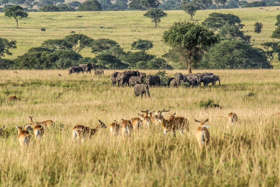 murchison-falls-uganda (140)