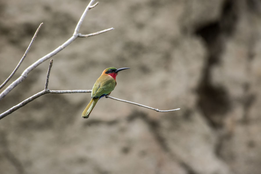 murchison-falls-uganda (268)